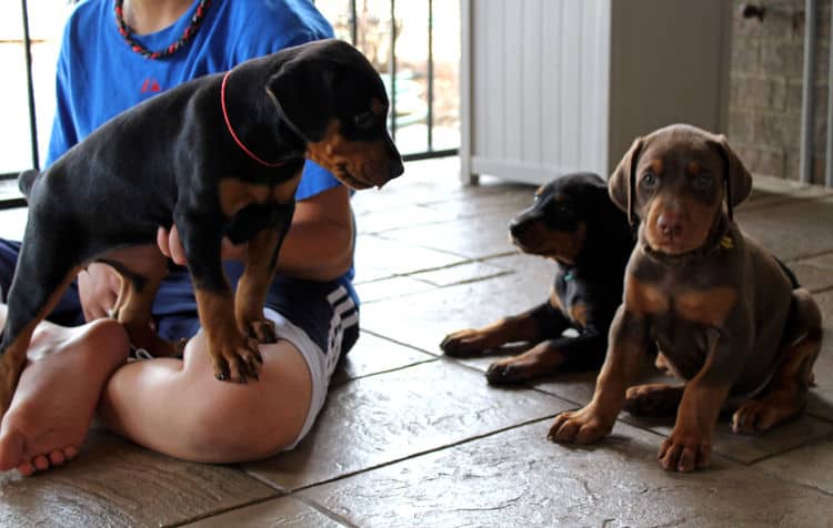 5 week old doberman puppies, family environment