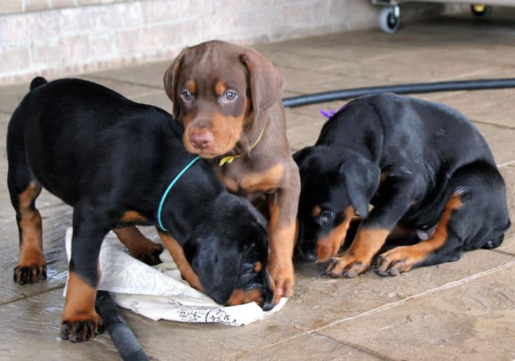 5 week old doberman puppies, family environment