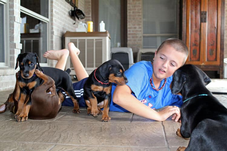 5 week old doberman puppies, family environment