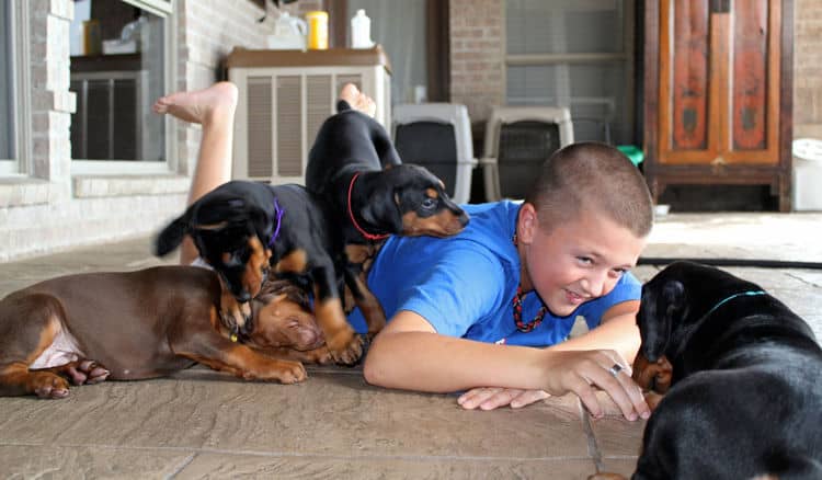 5 week old doberman puppies, family environment