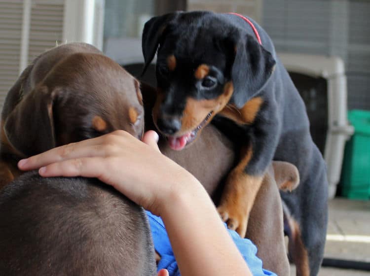 5 week old dobie puppy black/rust female