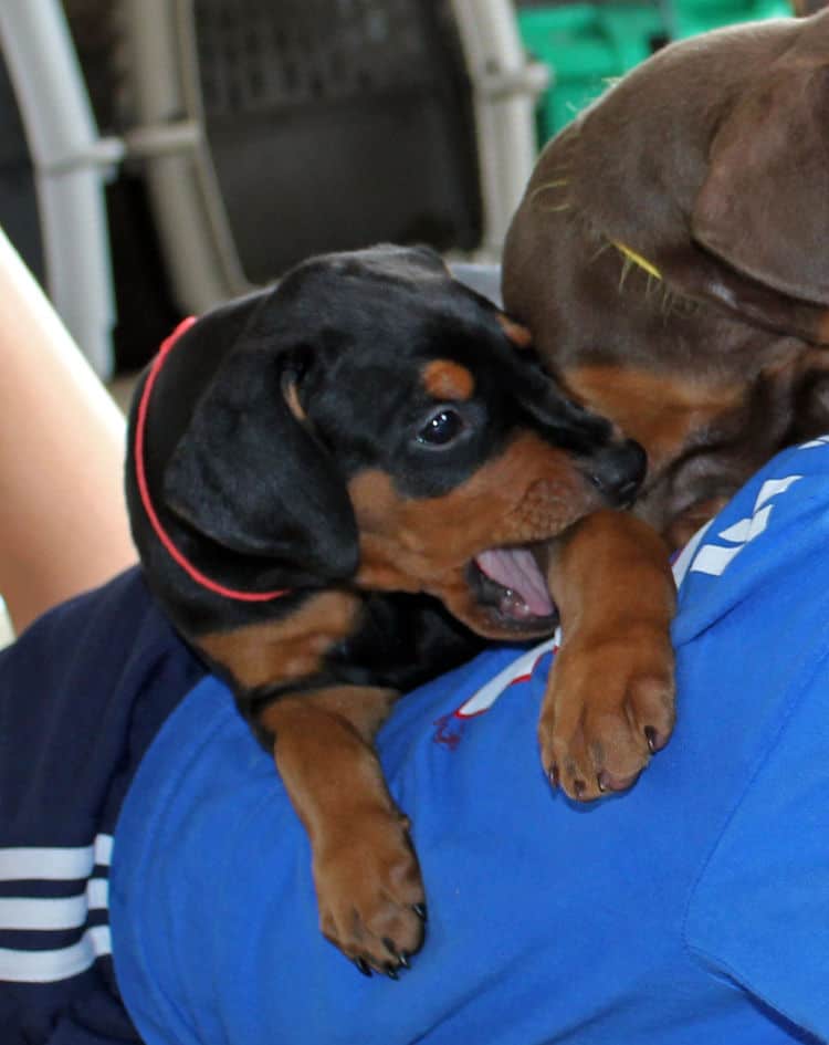 5 week old doberman puppies, family environment