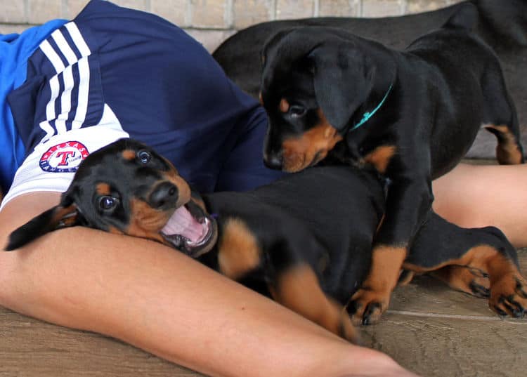 5 week old doberman puppies, family environment