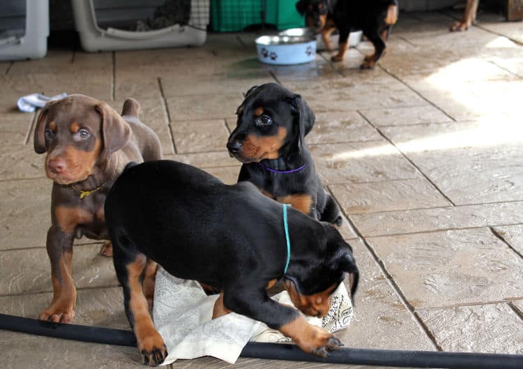 5 week old doberman puppies, family environment