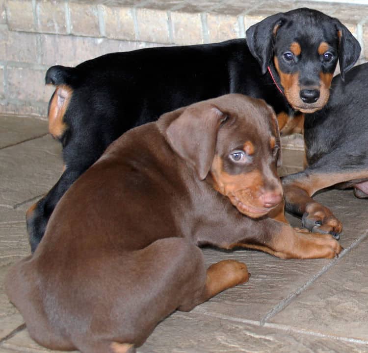 5 week old dobie puppy black/rust female