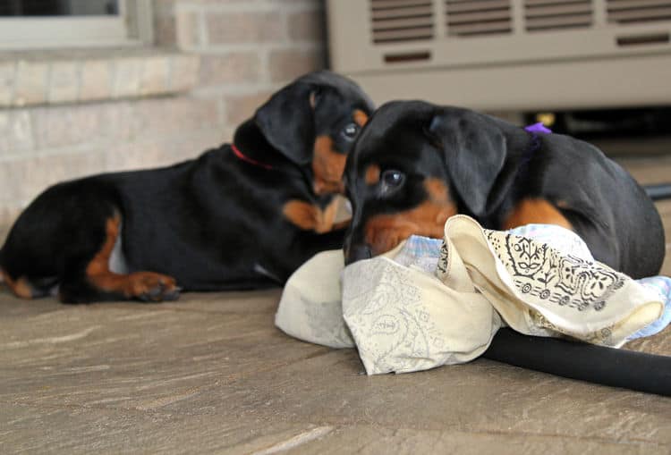 5 week old doberman puppies, family environment