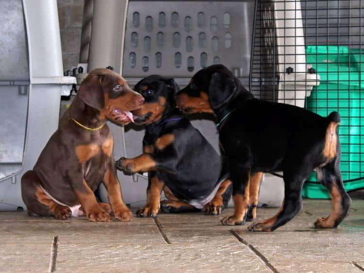 5 week old doberman puppies, family environment