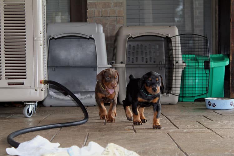 5 week old doberman puppies, family environment