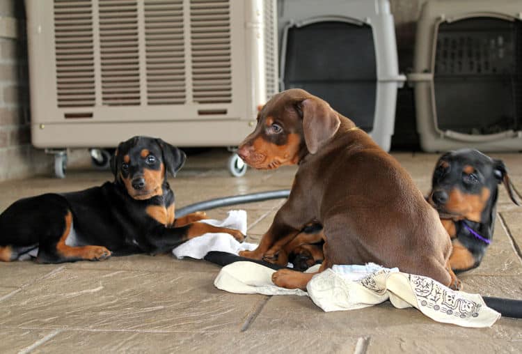 5 week old doberman puppies, family environment