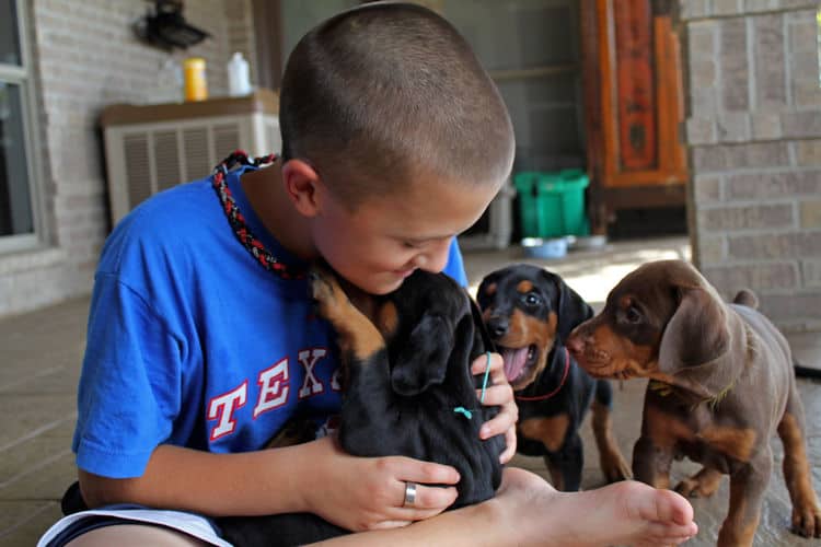 5 week old doberman puppies, family environment