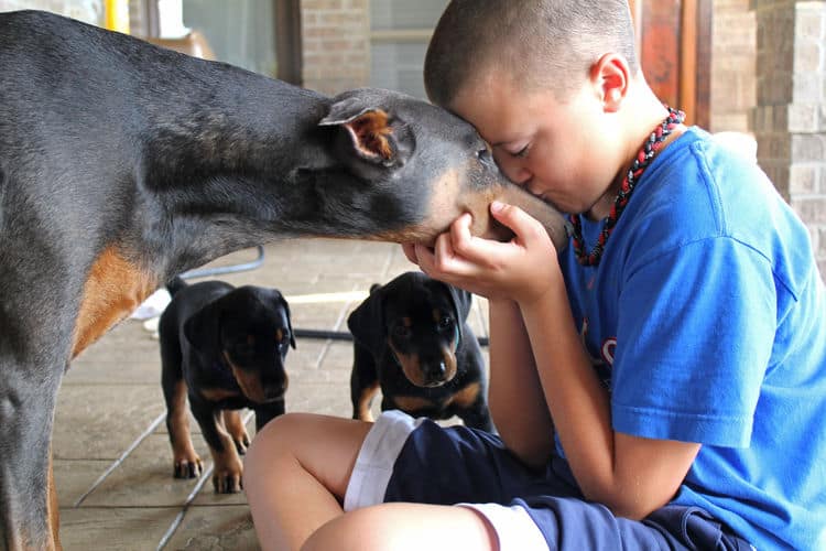 5 week old doberman puppies, family environment