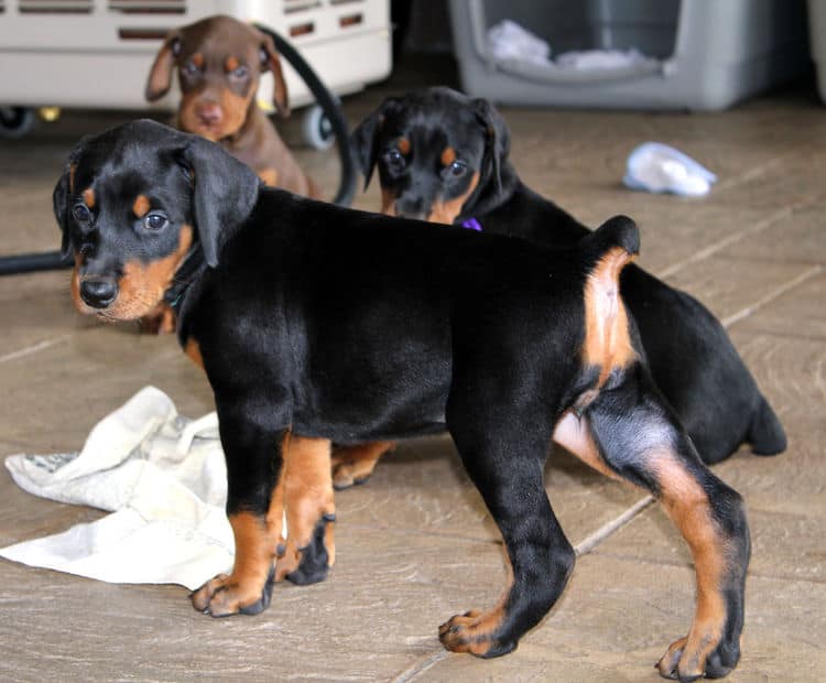 5 week old doberman puppies, family environment