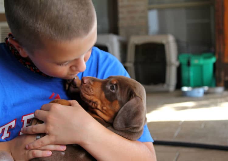 5 week old doberman puppies, family environment