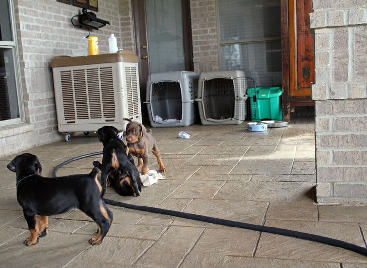 5 week old doberman puppies, family environment