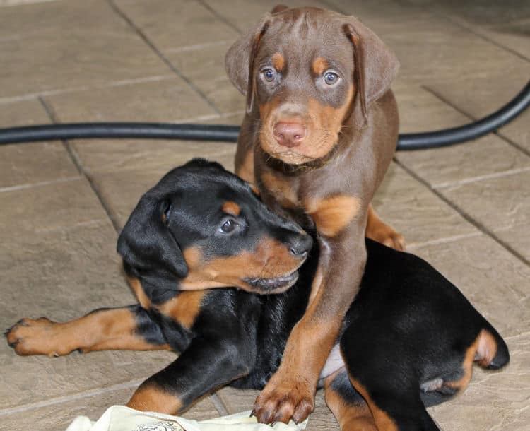 5 week old doberman puppies, family environment