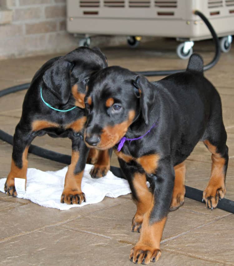 5 week old doberman puppies, family environment