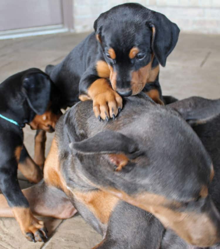 5 week old dobie puppy black/rust female