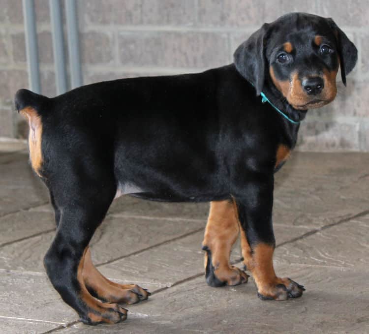 5 week old black and rust female doberman puppy