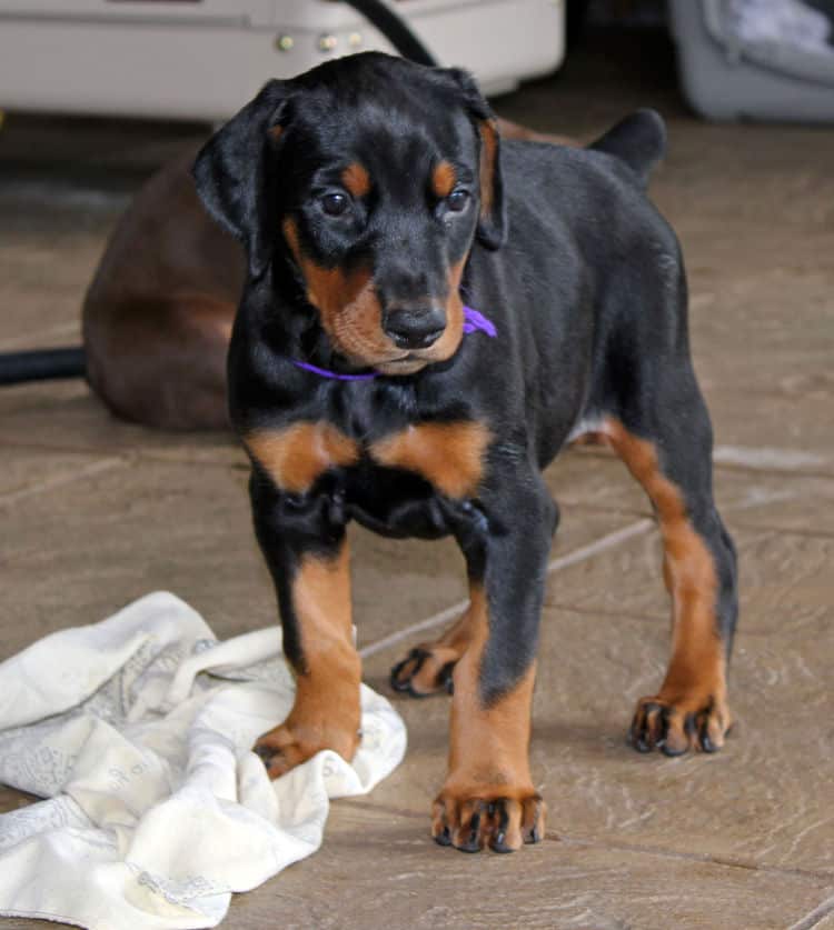 5 week old black and rust female doberman puppy