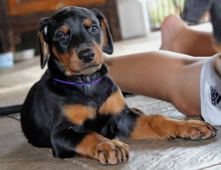 Black/rust female tagged Purple; nicknamed Lexi