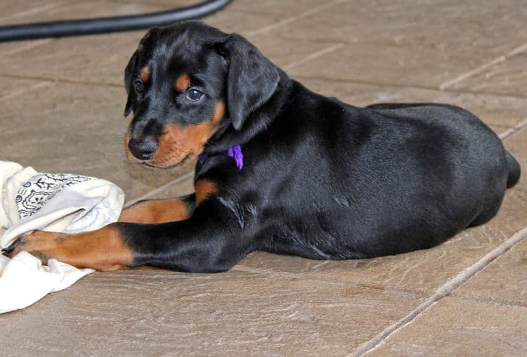 Black/rust female tagged Purple; nicknamed Lexi