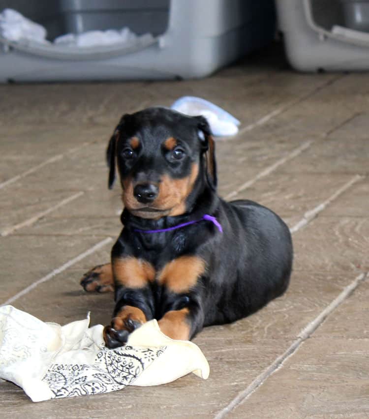 Black/rust female tagged Purple; nicknamed Lexi