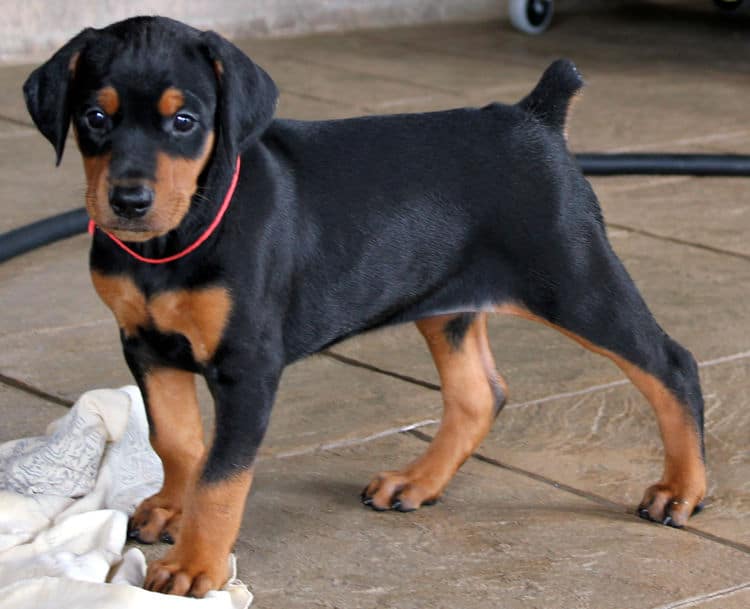 5 week old black and rust female doberman puppy