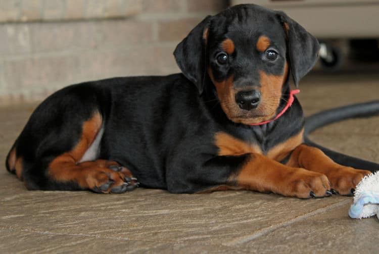 5 week old dobie puppy black/rust female