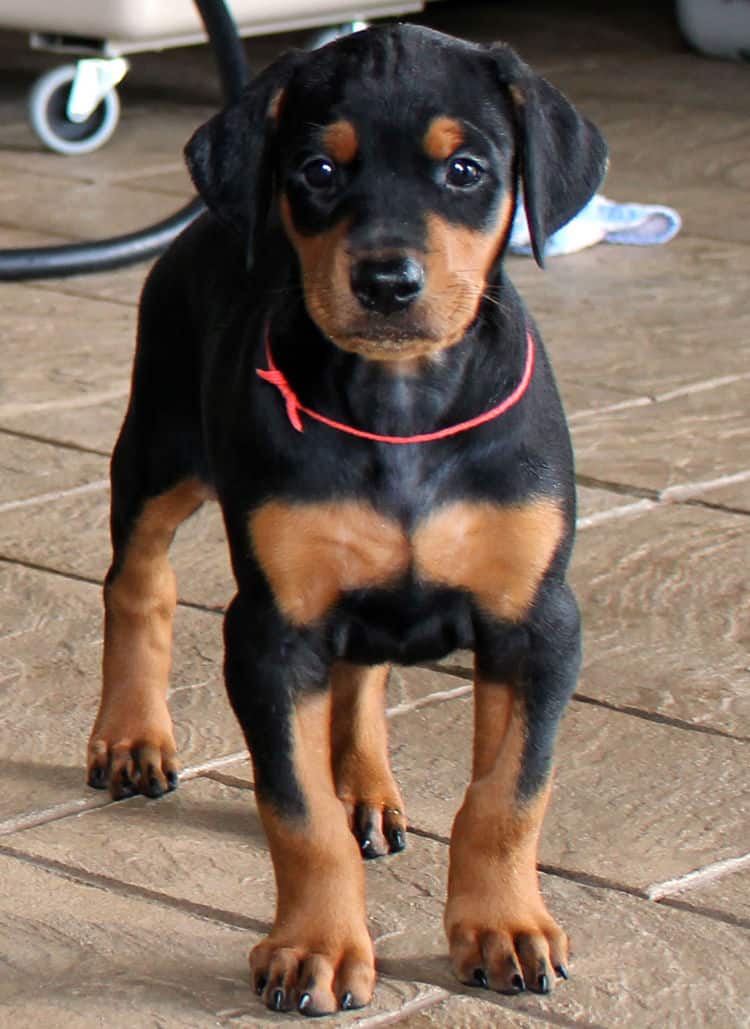 5 week old dobie puppy black/rust female