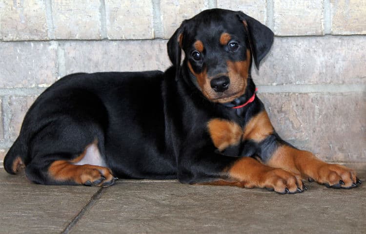 5 week old dobie puppy black/rust female