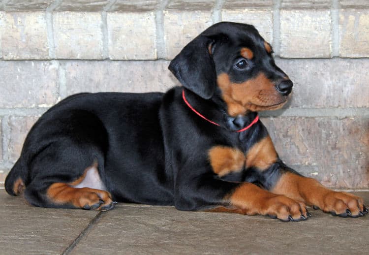 5 week old dobie puppy black/rust female