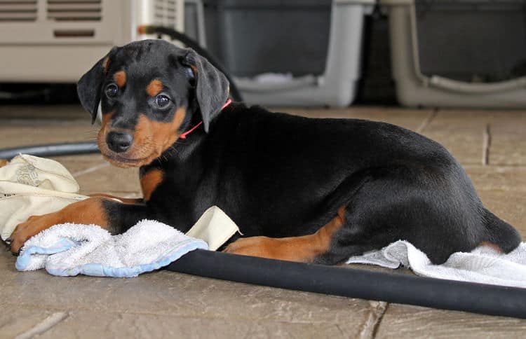 5 week old dobie puppy black/rust female