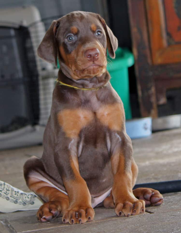 5 week old red and rust male doberman puppy