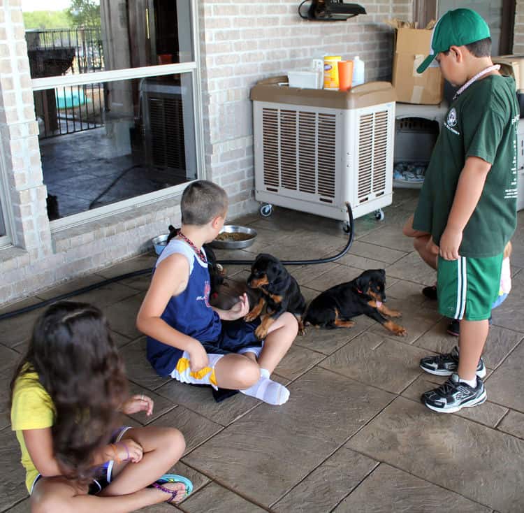 6 week old doberman pups with children