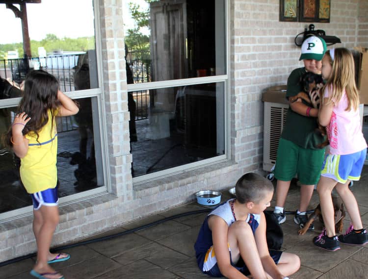 6 week old doberman pups with children