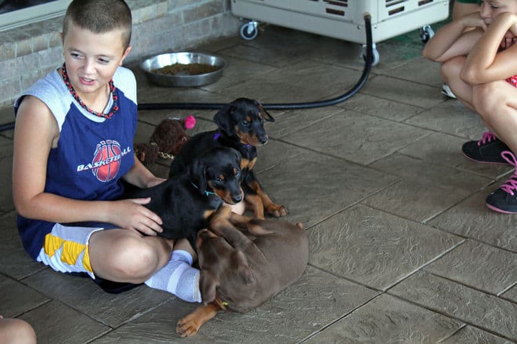 6 week old doberman pups with children