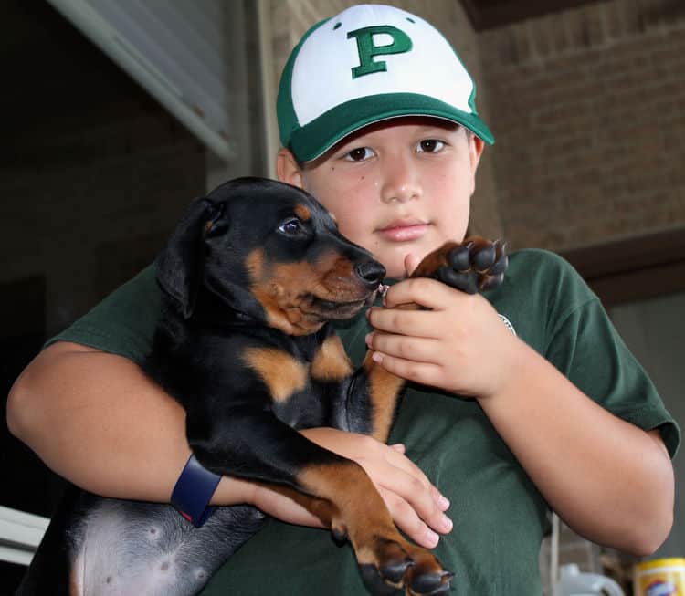 6 week old doberman pups with children