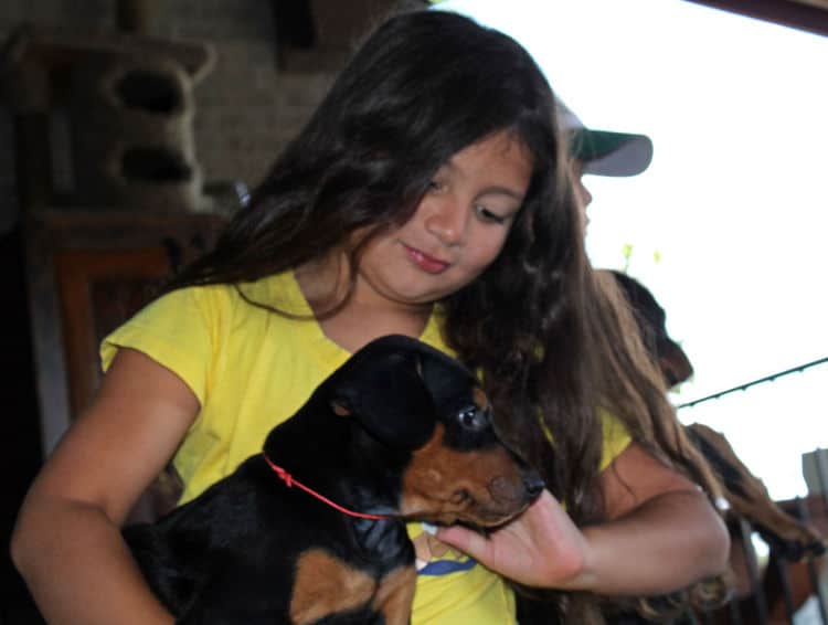 6 week old doberman pups with children