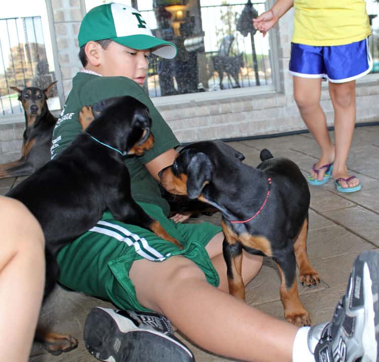 6 week old doberman pups with children