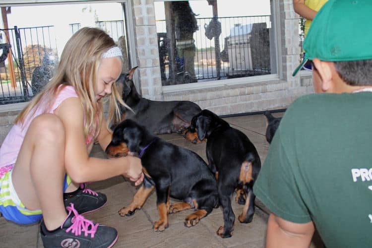 6 week old doberman pups with children