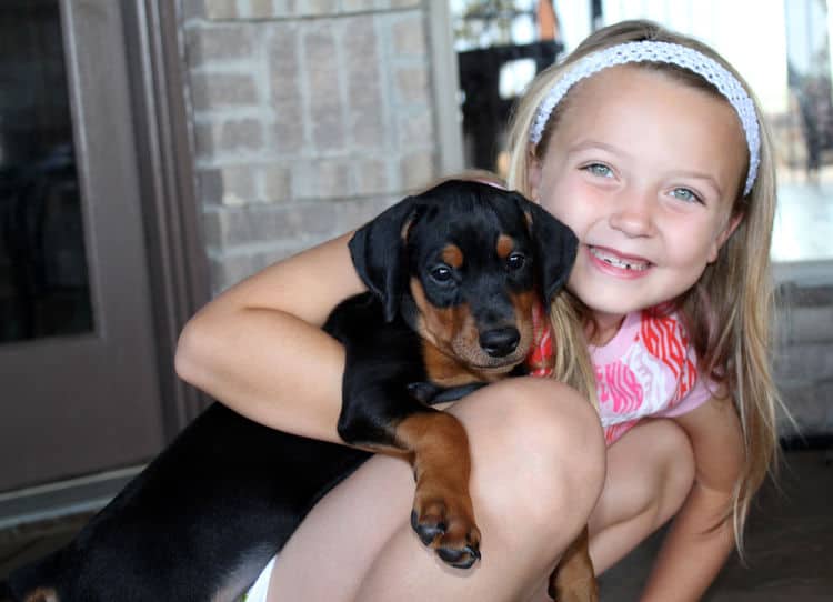 6 week old doberman pups with children