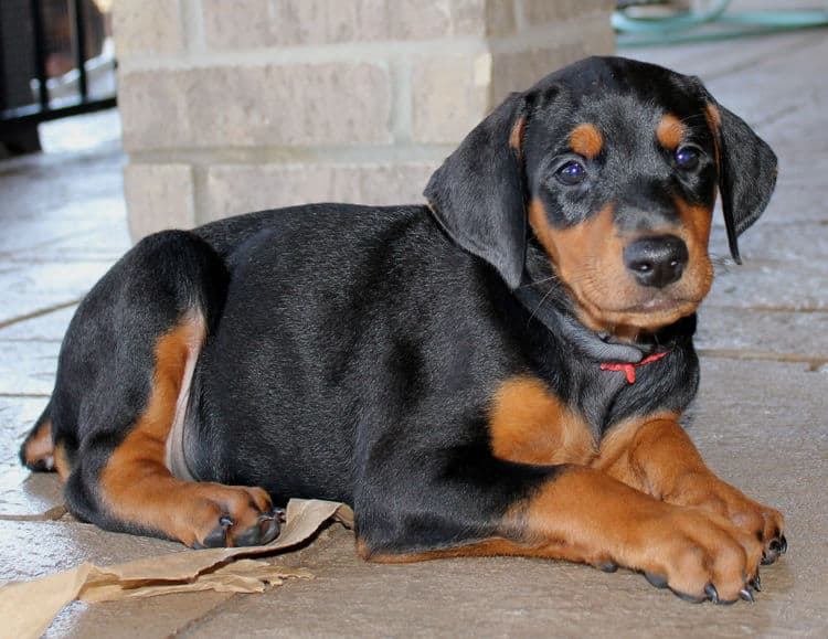 6 week old dobie puppy black/rust female