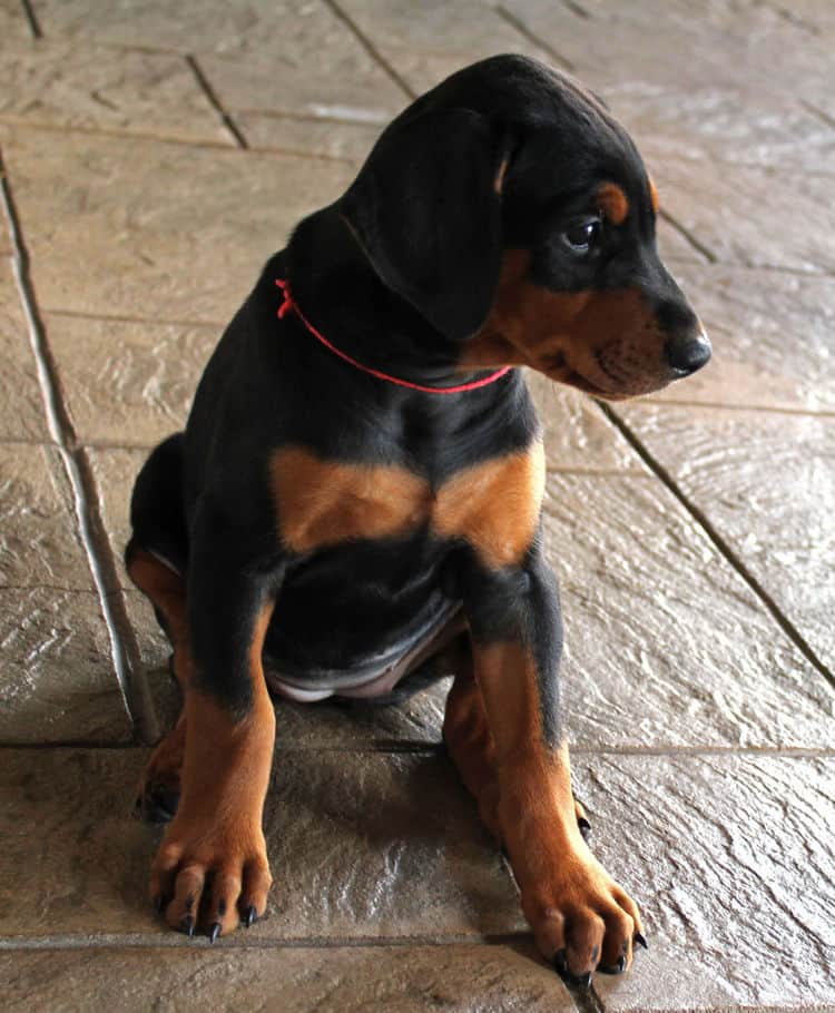 6 week old dobie puppy black/rust female