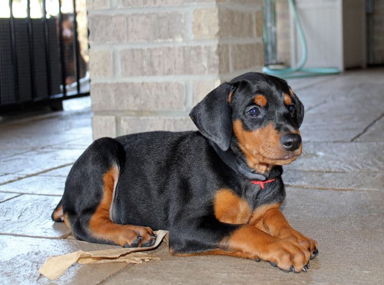 6 week old dobie puppy black/rust female