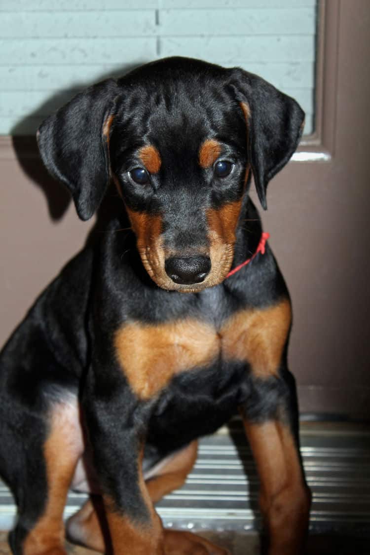 6 week old dobie puppy black/rust female