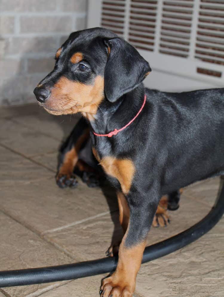 6 week old dobie puppy black/rust female