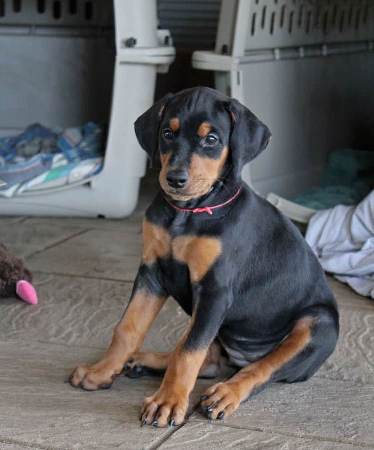 6 week old dobie puppy black/rust female