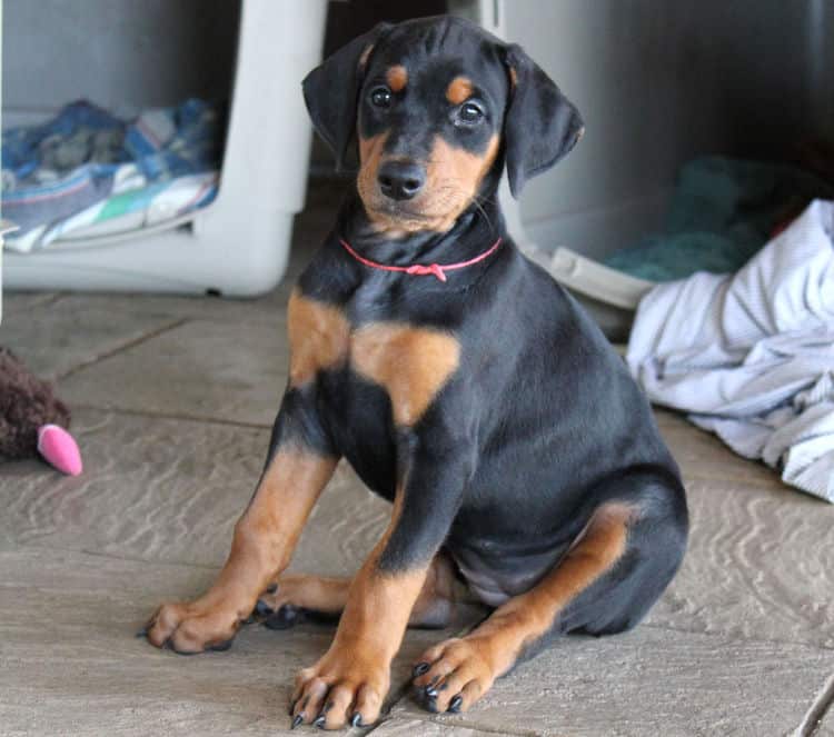 6 week old dobie puppy black/rust female