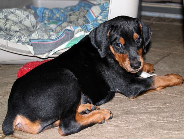 6 week old dobie puppy black/rust female