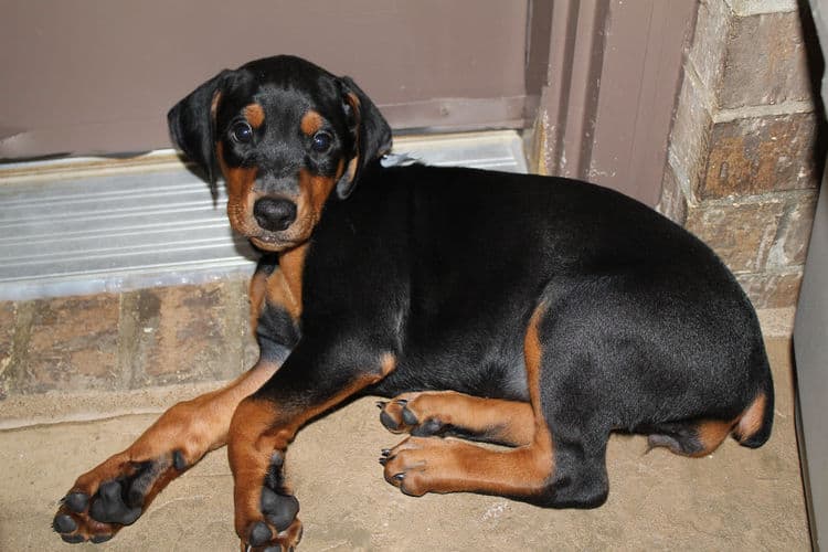 6 week old dobie puppy black/rust female